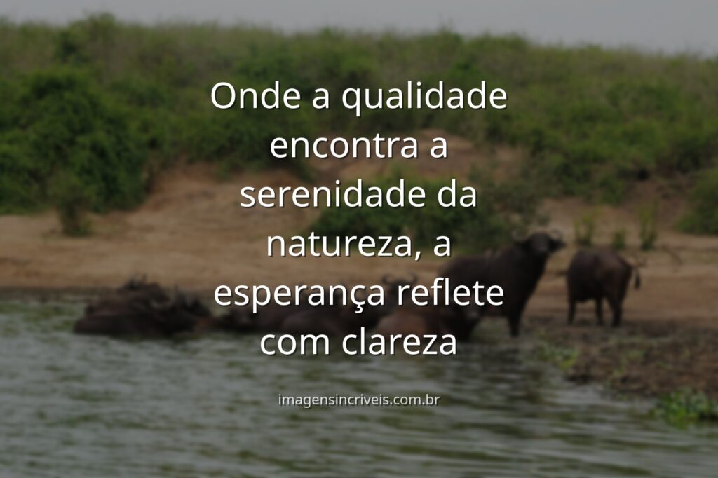 Um céu sereno ao amanhecer reflete sobre a água calma de um lago, transmitindo uma sensação de paz, qualidade e esperança renovada.